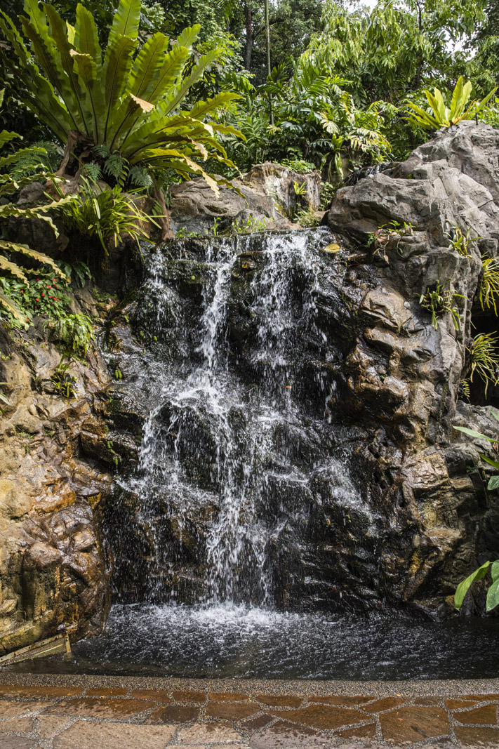 Singapore The Botanic Garden & Orcid garden (124) 1