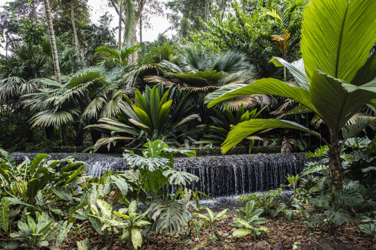 Singapore The Botanic Garden & Orcid garden (51) 1